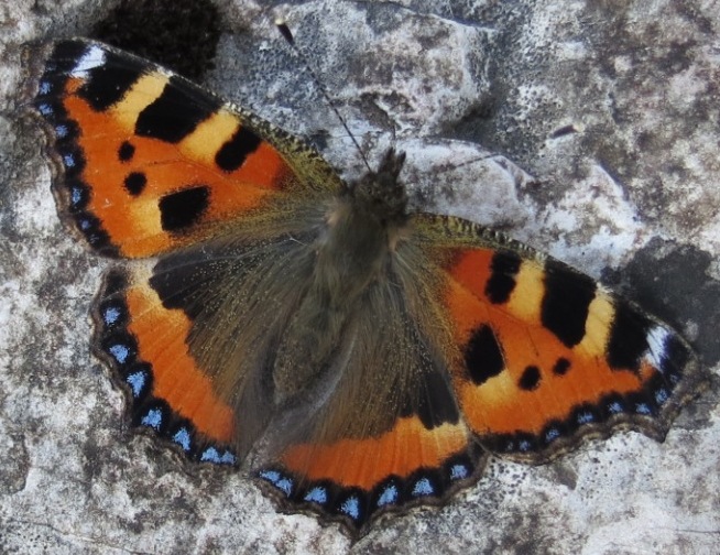 Lepidottero Monte Pasubio 2 - Aglais urticae
